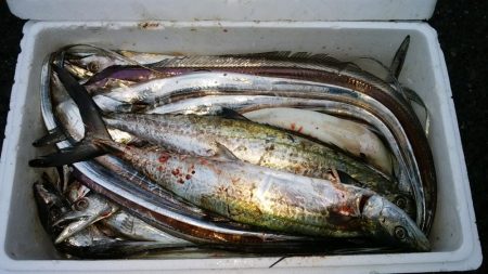 淀川キビレ2017年10月