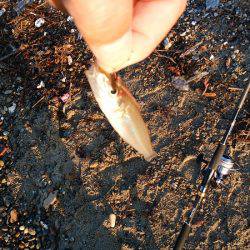 キスがいない・・・