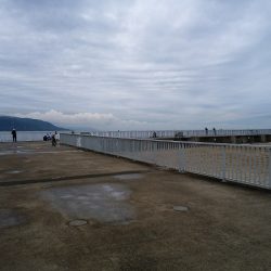 エギングは難しい・・・