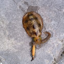 トップでツバス2連発するも・・・