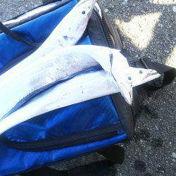 太刀魚ワインド