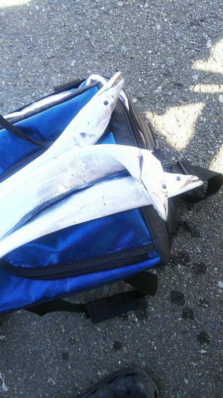 太刀魚ワインド