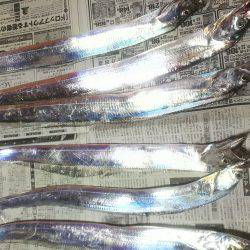 太刀魚ゲッターで一時間に６匹❗