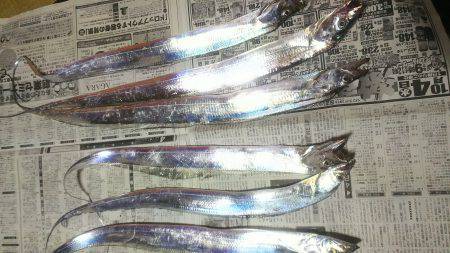 太刀魚ゲッターで一時間に６匹❗