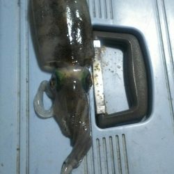 良型出ました。