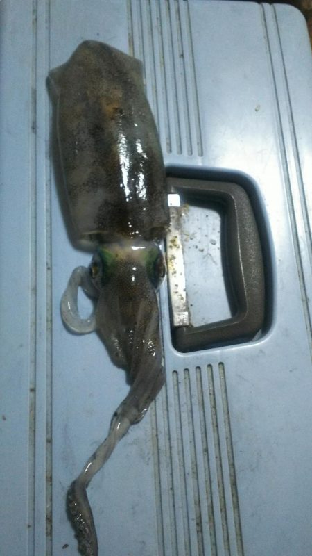 良型出ました。