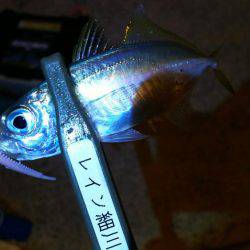 アオリとアジのダブルヘッダー