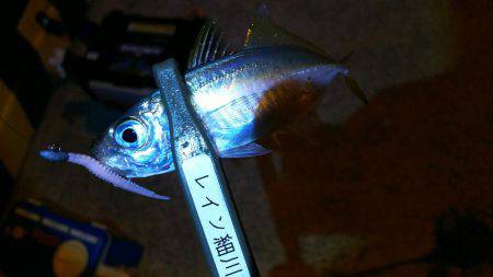 アオリとアジのダブルヘッダー