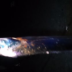 まずまず タチウオ