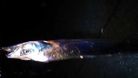 まずまず タチウオ