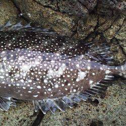 数は釣れど大きさが・・・