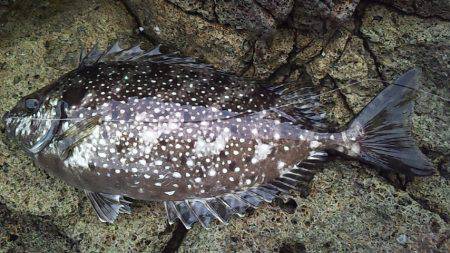 数は釣れど大きさが・・・