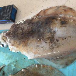 アオリイカ大きくなってる