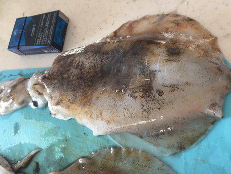 アオリイカ大きくなってる