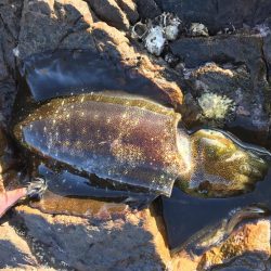 台風前にエギング