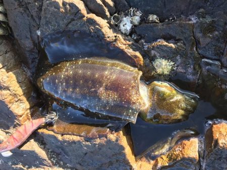 台風前にエギング