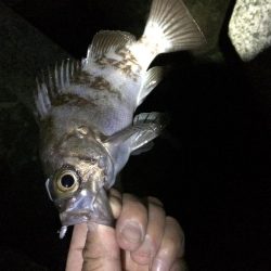 懲りずにアジング