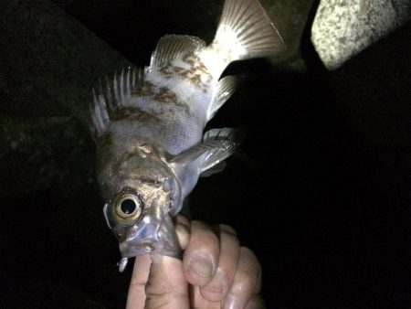 懲りずにアジング