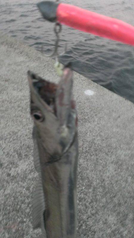 タチウオの季節