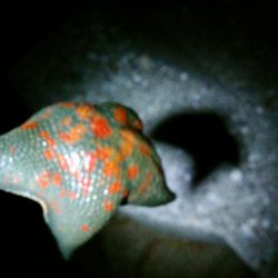 台風後は…いまいち！