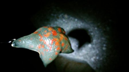 台風後は…いまいち！