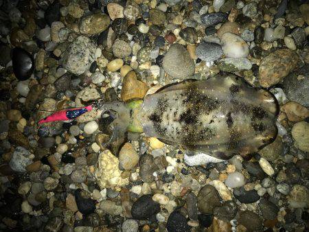 寒気、北風、寒い!