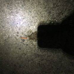 デカイカ求めて