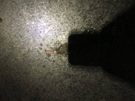 デカイカ求めて