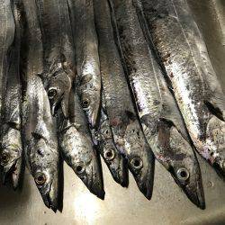 仕事帰りにタチウオ