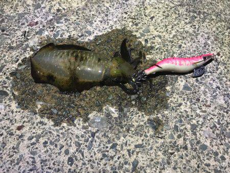 久しぶりにアコウ