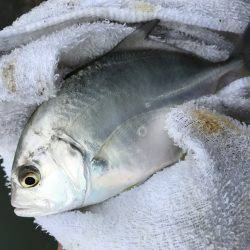 朝夕メッキ三昧