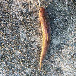 連休は沖堤防で♫