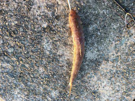 連休は沖堤防で♫