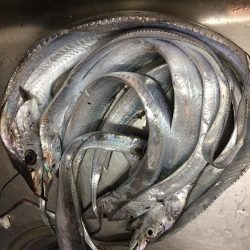 F4太刀魚目指して