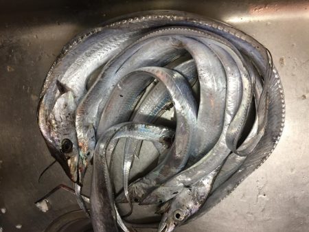 F4太刀魚目指して