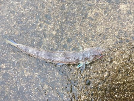 最近、雨ばっか(>_>)