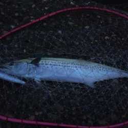 人が多いと釣れんわ〜