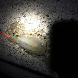 ぶらぶらエギング