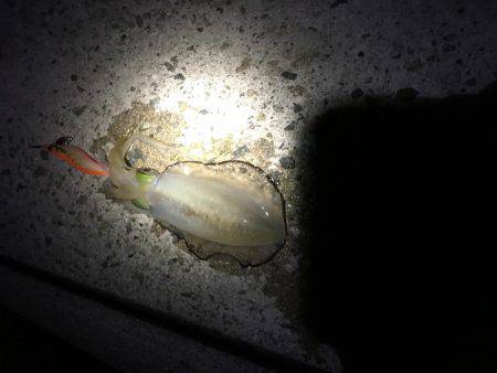 ぶらぶらエギング