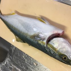 ショアプラッキング・ジギング