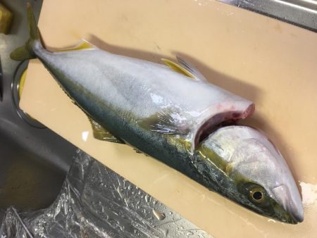 ショアプラッキング・ジギング