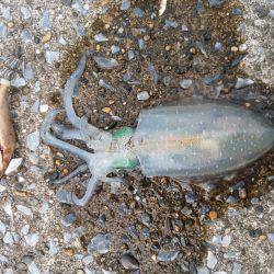 サイズが上がらない