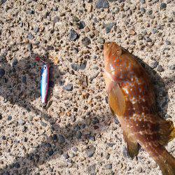 宮津サゴシ&クロダイ