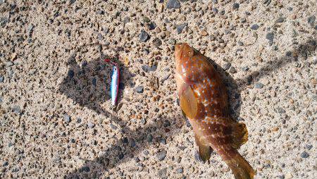 宮津サゴシ&クロダイ