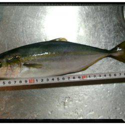 マリーナシティ大波止釣行