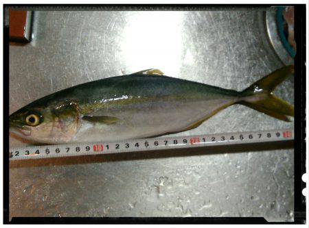 マリーナシティ大波止釣行