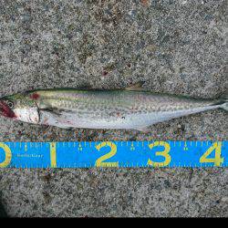 やっとハマチ！