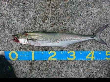 やっとハマチ！