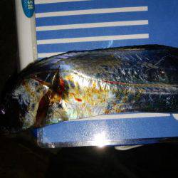 ジグサビキとワインド