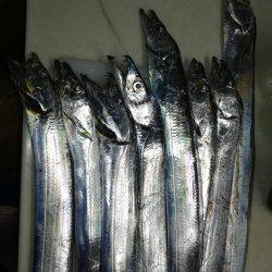 太刀魚リベンジ